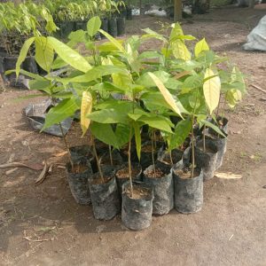 Bibit Kakao Seedling