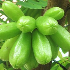 Bibit Belimbing Wuluh