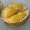 Bibit Durian D24