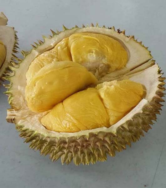 Bibit Durian D24