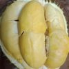 Bibit Durian Kani (Chanee)