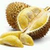 Bibit Durian Montong