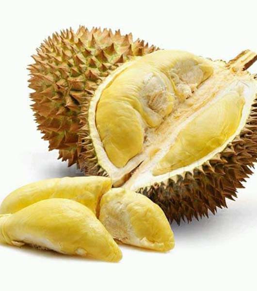 Bibit Durian Montong