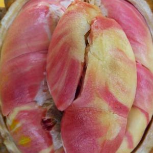 Bibit Durian Pelangi