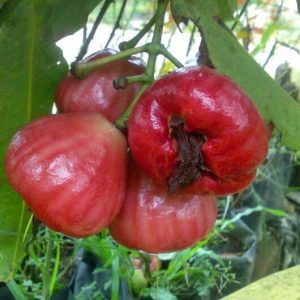 Bibit Jambu Air Black KingKong