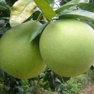 Bibit Jeruk Pamelo Madu