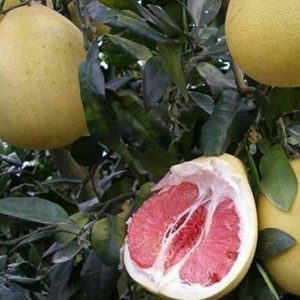 Bibit Jeruk Pamelo Madu