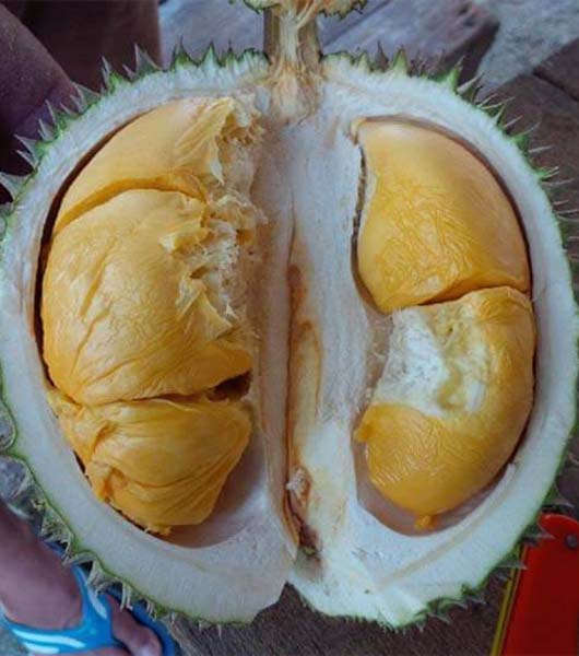 Bibit Durian Duri Hitam (Ochee)