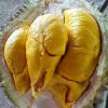 Bibit Durian Musang King