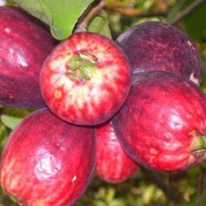 Bibit Jambu Bol Jamaika