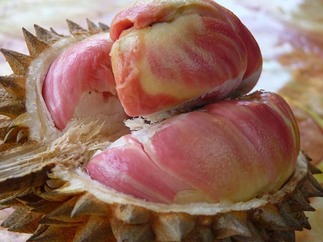Buah durian pelangi
