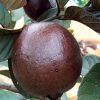Bibit Jambu Merah Australia