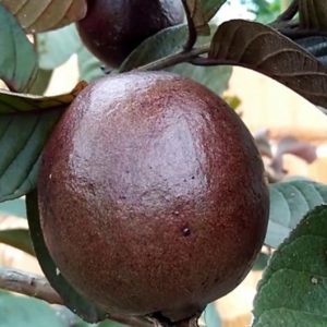 Bibit Jambu Merah Australia
