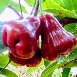 Bibit Jambu Air Rose Apple