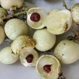 Bibit Kelengkeng Matalada