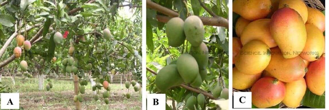 (A) berbuah lebat, (B) berbuah 1-7 buah/malai, (C) dengan warna buah menarik.