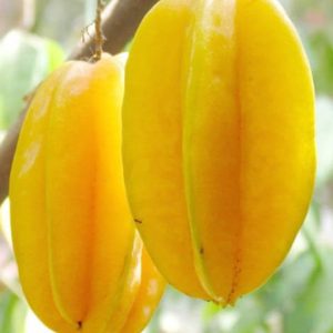 Bibit Belimbing Dewi