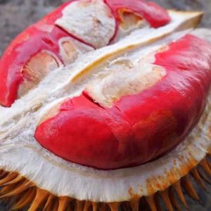 Bibit Durian Merah