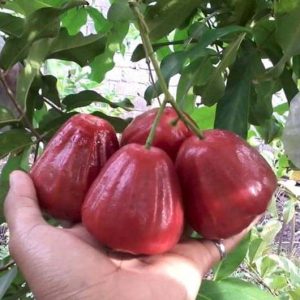 Bibit Jambu Air Dalhari