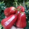 Bibit Jambu Air Madu Kesuma Merah