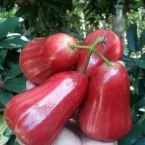 Bibit Jambu Air Madu Kesuma Merah