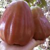 Bibit Jambu Air King Rose