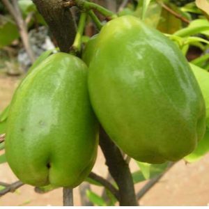 Bibit Jambu Air Lilin Hijau