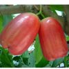 Bibit Jambu Air Lilin Merah