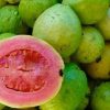 Bibit Jambu Biji Getas Merah