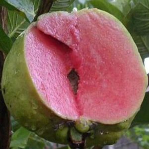 Bibit Jambu Biji Sukun Merah