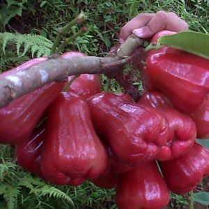 Bibit Jambu Air Citra