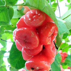 Bibit Jambu Kancing Merah