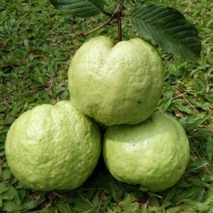 Bibit Jambu Taiwan
