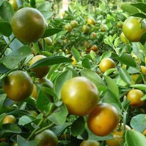 Bibit Jeruk Limau Kasturi / Jeruk Kalamansi