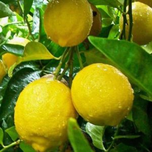 Bibit Jeruk Lemon Tea