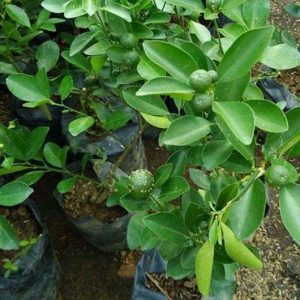 Bibit Jeruk Limau