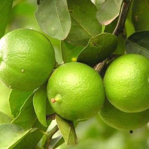 Bibit Jeruk Nipis Lokal