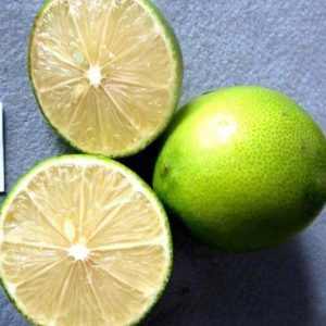 Bibit Jeruk Nipis Manis