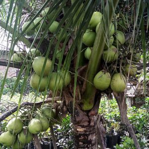 Bibit Kelapa Genjah Entok