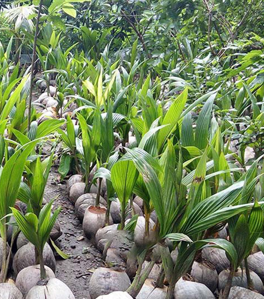 Bibit Kelapa Hibrida