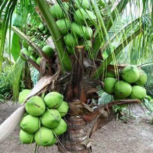 pohon kelapa pandan wangi