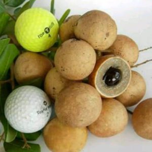 Bibit Kelengkeng Pingpong