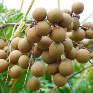 Bibit Kelengkeng Diamond River