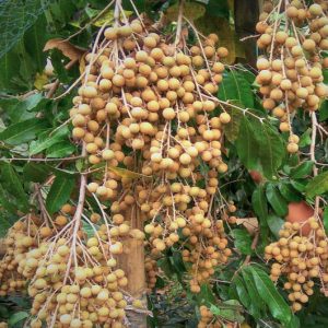 Bibit Kelengkeng New Kristal