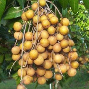 Bibit Kelengkeng Puangray