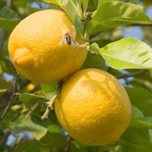 Bibit Jeruk Lemon Eureka