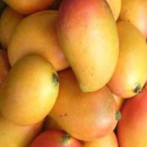 Bibit Mangga Agri Gardina 45