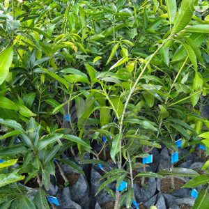 Bibit Mangga Arumanis