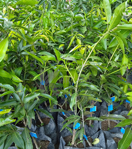 Bibit Mangga Arumanis