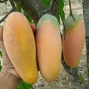 Bibit Mangga Chokanan